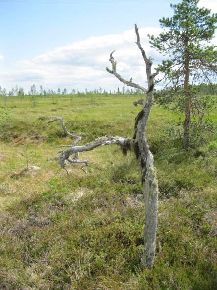 Keskiosan avoimella ja karulla yhdistelmätyypin lyhytkorsirämeellä (OlLkR) esiintyy harvassa matalia mäntyjä, rahkaisuutta sekä paikoin ruoppa- ja rimpipintaa. Lajistossa tavataan mm.