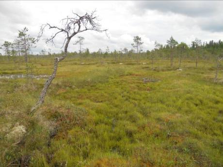 Valkeisnevan länsireunalla esiintyy rämeisiä neva- ja nevarämeluontotyyppejä.