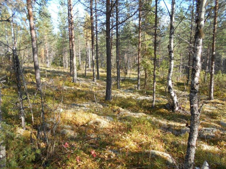 hakkuualueilla/taimikoissa, osaksi metsätieuralla. Kuva 28.