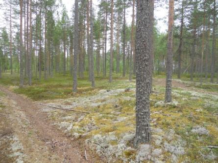 Hankealueen itäosassa on