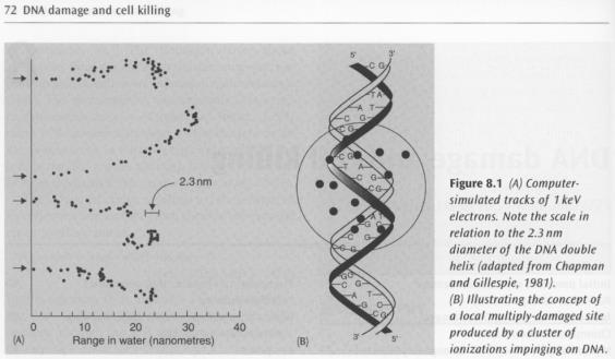 korjautuminen Vaurion fiksoituminen Molekyylien entsymaattista korjautumista Biokemia ~ min 7 Michael G Stabin, JNM 49(5), Uncertainties in Internal Dose Calculations for Radiopharmaceuticals 15.12.