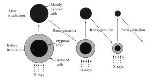 Esim: Reoksigenaatio Redistribuutio Apoptoosi G0 19 20 Soluvauriot Merkittävät soluvauriot aiheutuvat DNA:n muutoksista: Single-strand vaurio, solu kykenee usein korjaamaan ehjän ketjun templaatin