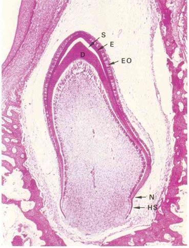 Mikroskopia 2: Verisively, sidekudos Solubiologia ja peruskudokset 2013 Heikki Hervonen/MA, Biolääketieteen laitos /Anatomia Tavoitteet: - tunnistaa eri