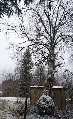9 Hietasen pahkakoivu Hietasen pahkakoivu on rauhoitettu rautatiehallituksen päätöksellä.
