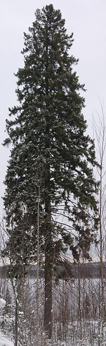 Louhikkorannan kuusi 20 Louhikkorannan kuusi on erityisen suuri kuusi Anttolan Kääriälän kylässä.