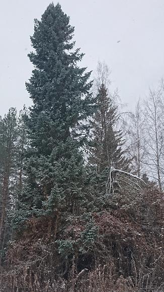 Parikankankaan siperianpihta 23 Parikankankaan siperianpihta on epätavallisen näköinen ja 150 -vuotias pihtakuusi.