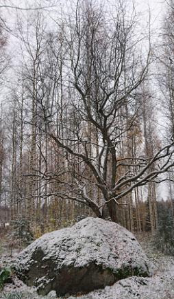 Pihlajan vieressä on laakea siirtolohkare, jota on käytetty uhrikivenä.