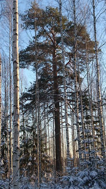 27 Pirilän mänty Pirilän mänty tai Alvarinteen mänty on Savonlahden kylällä sijaitseva 130-vuotias mänty.