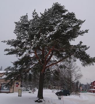Rahamänty 28 Ristiinan Rahamänty on rauhoitettu männyn erikoisen maisemallisen ja historiallisen arvon takia.
