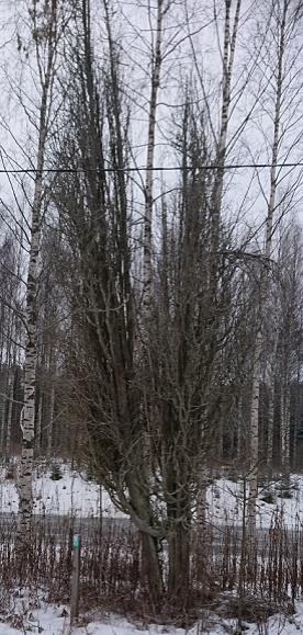 Hirvensalmi 35 Hirvensalmella on kaksi luonnonmuistomerkkiä. Ne ovat Joutsa-Mikkeli kataja sekä Tyynelän kuusi.
