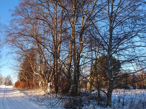 Ruorasmäen lepät 38 Leppäryhmä koostui alun perin neljästä lepästä, mutta nykyään leppiä on enemmän. Puut sijaitsevat pihatien ja pellon välissä, aivan Joutsantien vieressä.