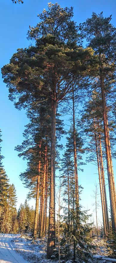 Tuomaalan tuulenpesämänty 40 Erikoisen näköisen männyn oksisto alkaa rypäsmäisesti lähes samalta korkeudelta, luoden