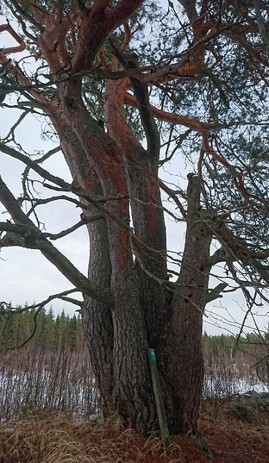 Mäntyharju 41 Mäntyharjussa on kolme luonnonmuistomerkkiä. Puista kaksi ovat mäntyjä ja yksi kataja.