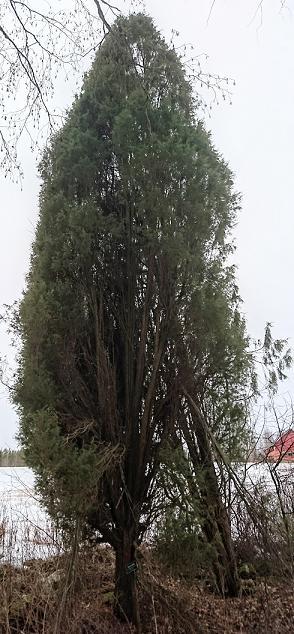 Linnalan kataja 42 Linnalan kataja on vanha 4,5 metriä korkea kataja.