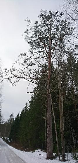 Lopperin mänty 43 Lopperin männyllä on kahden sukupolven ajan ollut nimi Iso-Petäjä ja tarinan mukaan se on
