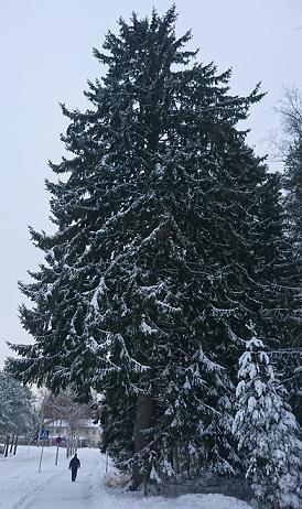 Haahkalantien kuusi 7 Haahkalantien kuusi on jykevä kuusi Haahkalantien varressa Mikkelissä, keskustasta katsottuna oikealla puolella tietä.