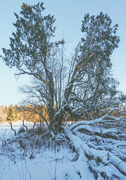 Kataja oli noin kymmenen metriä korkea, kuusi metriä leveä ja tylppälatvainen.