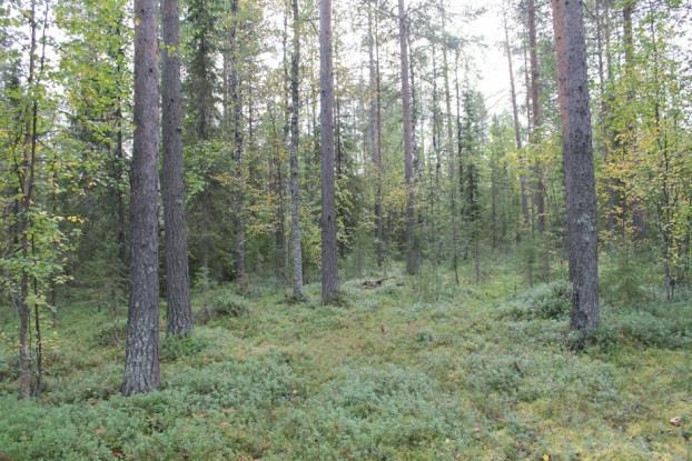 2 Luonnonympäristö ja maisema Alue on talouskäytössä olevaa puustoltaan pääosin mäntyvaltaista metsää. Vanhaa tai luonnontilaista metsää ei alueella ole.