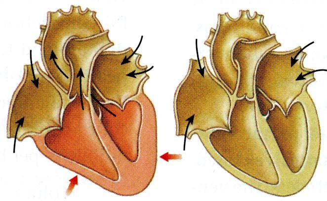 Kammioiden supistuminen, ejektiovaihe valtimoläpät aukeavat, AV-taso siirtyy koh apexia (eteis lavuus ), apex siirtyy