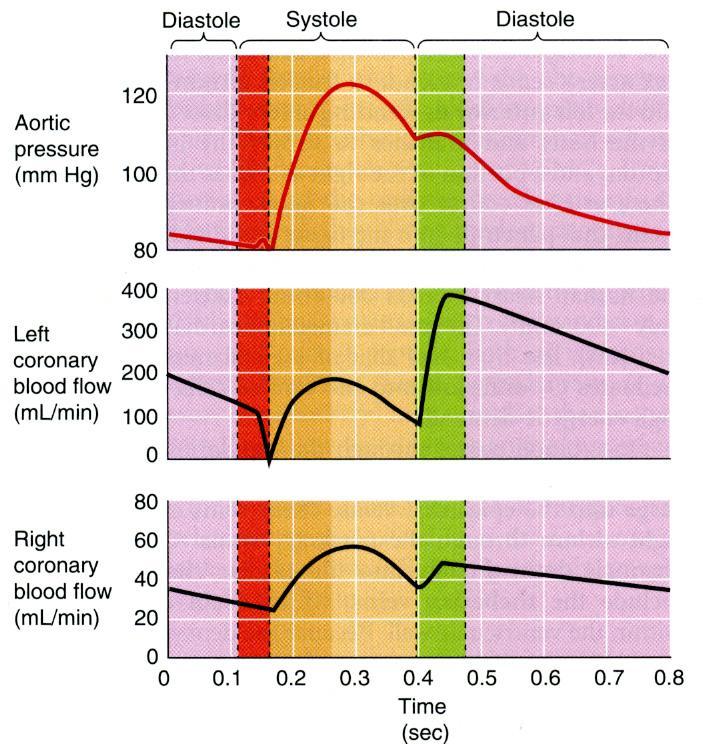 VERENVIRTAUS SEPELVALTIMOISSA SYSTOLEN JA DIASTOLEN AIKANA Vasemmassa kammiossa voimakas virtauksen aleneminen systolen