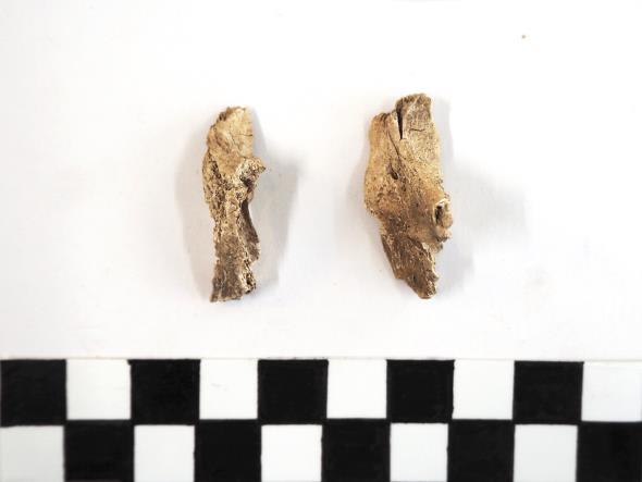 Tunnistamattomat luut olivat pieniä fragmentteja, ja ne voitiin osoittaa tämän tutkielman sallimassa ajassa vain ihmisen luuksi (analyysin luettelossa homo).