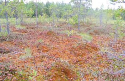 palustris Carex rostrata Sphagnum rimpinevaa, valtalaji Sphagnum majus).