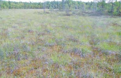 fluviatile) ja pohjakerroksessa alueellisesti uhanalainen luhtakilpisammal (Cinclidium subrotundum).