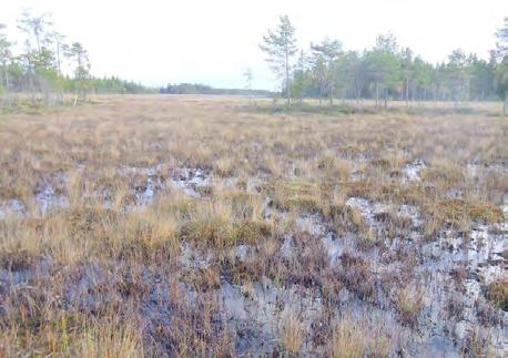 Kuva 28. Aapasuon niukkajänteinen keskusallas nuorehkojen aapojen (20 40 m mpy) suurimmalla suolla, Ulkusuolla (noin 23 m mpy). Oligotrofista ruopparimpinevaa. Kuva 29.