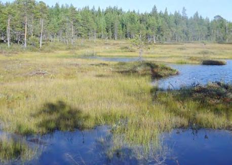 Kuva 30. Ylimmällä korkeustasolla (40 60 m mpy) esiintyy Nybyn Iso Heposuon alueella harvinaista mesotrofista ruskopiirtoheinäruopparimpinevaa (Rhynchospora fusca) kolmella suolla.