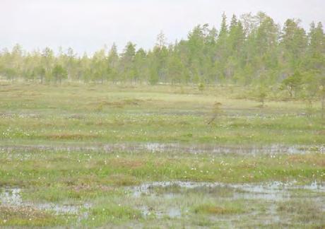 rannikkoa kuin Suomen rannikolle tyypillistä topografiaa. Nyby- Iso Heposuon suot sijaitsevat karulla kallioperätopografisella alueella jota peittää ohut ja epäjatkuva moreenikerros rannikolta alkaen.