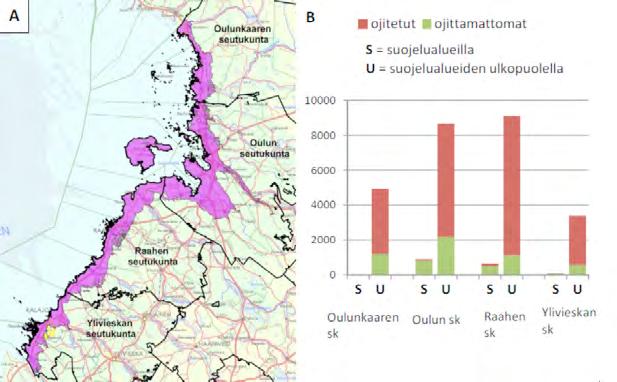 Kuva 39. A-B. 0-20 metriä merenpinnan yläpuolelle sijoittuvan rannikkövyöhykkeen (violetti alue kartalla A) soiden ja turvemaiden ojitus- ja suojelutilanne Pohjois- Pohjanmaalla (B).