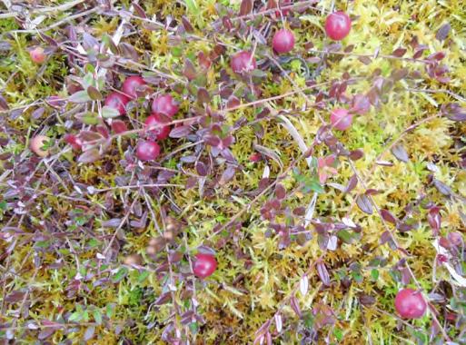 Kuva 40. Karpalot (Vaccinium oxycoccos) ovat hyvin tunnettuja suoympäristön kasvilajeja. Lähde: J. Laitinen, Pohjois-Pohjanmaan liitto. ovat laajimmat ojittamattomat suoalueet.