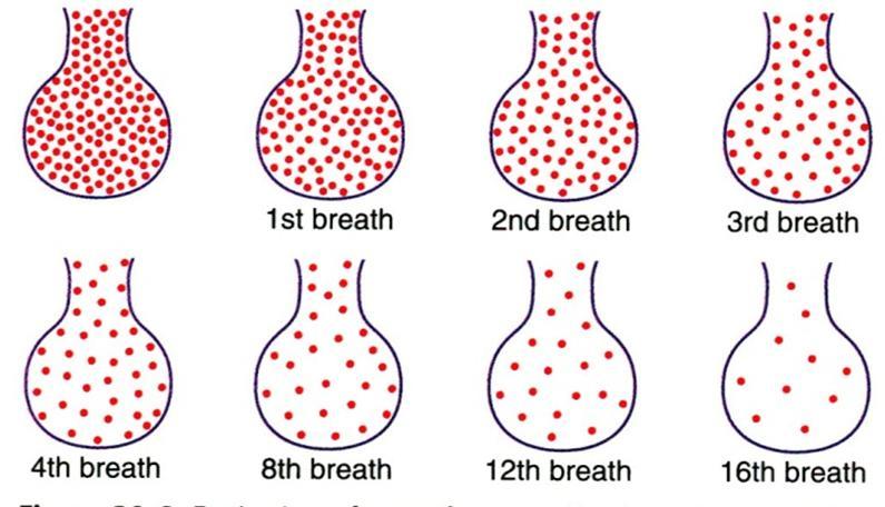 Alveoli-ilma vaihtuu hitaasti Normaalin uloshengityksen jälkeen keuhkoihin jää vielä reilu 2 l ilmaa (ns.
