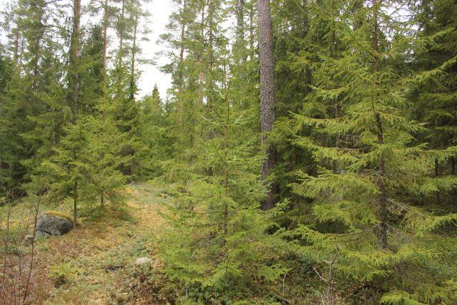 34 KUVA 6. Kuvion 61 puustoa (Kuva: Joel Saarinen 2017) Kuvion 98 pääpuulaji on varttunutta kuusikkoa. Kasvupaikka on tuore kangas. Metsikön yleinen laatu on hyvä.