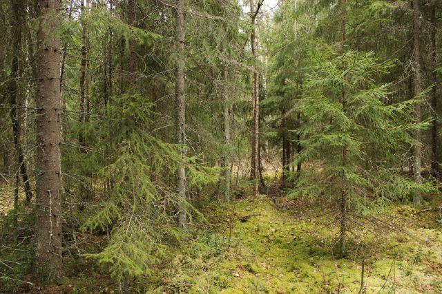 onnistunee kuitenkin hyvin, sillä puusto on vielä nuorta ja tulevien hakkuiden jälkeen taimiainesta syntyy varmasti.