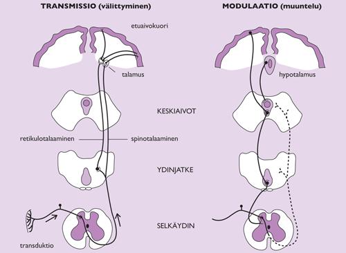 9 (30) Kuva 1. Kipujärjestelmä (Kalso ym. 2009, 77.) Kipu syntyy, kun kudokseen kohdistuu jokin kudosvaurioon johtava ärsyke. Ärsyke voi olla mekaaninen, kemiallinen tai lämpöärsyke.