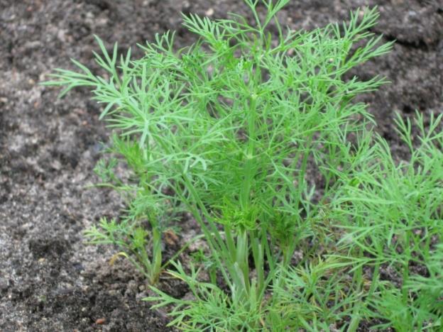 Tilli Anethum graveolens Tuntomerkit: Korkeus 20 100 cm. Yksivuotinen. Varret pystyjä, haarattomia ja onttoja. Lehdet 2 3 kertaa hienoliuskaiset. Lehdenruoti muodostunut valkoreunaiseksi tupeksi.