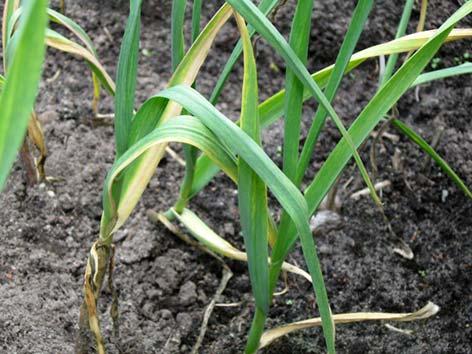 Valkosipuli (kynsilaukka) Allium sativum Tuntomerkit: Korkeus 30 60 cm. Kaksivuotinen, Suomessa yksivuotinen sipulikasvi. Varret jäykät, pystyt ja harvalehtiset.