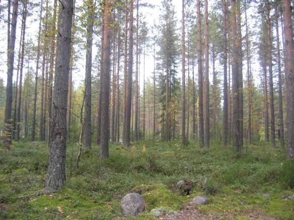 Asemanseudun osayleiskaava 5 3.2 Kallio- ja maaperä 3.3 Vesistöt taan joitakin asuinrakennuksia ja muutama pienehkö peltoalue. Riuttaskorven talouskeskuksen pihapiiri on viehättävä.