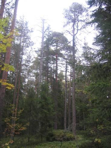 Asemanseudun osayleiskaava 7 Muusta eläimistöstä alueella esiintyy ainakin hirvi, metsäjänis ja kartoituksessakin tavattu orava.