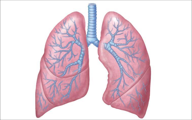 8 Kuva 1: Keuhkot (Pinterest.com) Ylemmistä ja alemmista hengitysteistä, hengityslihaksista sekä keuhkokudoksesta koostuu hengityksestä vastaava hengityselinjärjestelmä.