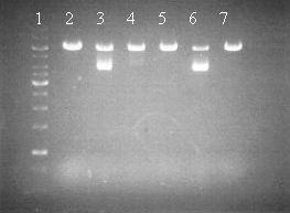40 Taulukko 21: Sekvenssointinäytteiden tuloksia. Näytenumero Näytteen nimi Tulos 3 pix/pak100r-loxp1 2 inserttiä 5 pix/pak100r-loxp2 Käänteinen orientaatio, KpnI restriktiokohta puuttuu.