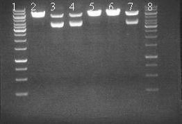 42 Kuva 9: Plasmidin pix/pak100r-ploxp2 HindIII-digestiot. HindIII digestiot onnistuivat näytteille 2,5 ja 6.