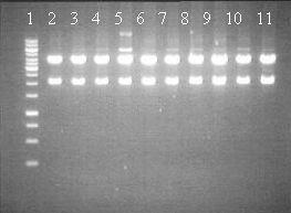 45 SfiI-digestiolla vertailtiin samaa inserttityyppiä eli plasmideita pix/pak100r-loxp1r ja pix/pak100r-loxp2r.