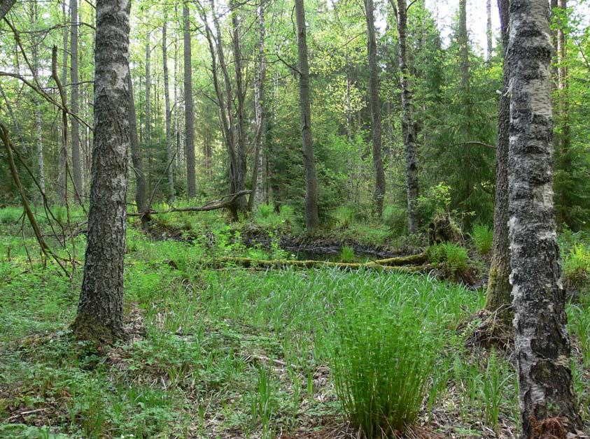 Hämeenlinnan Mykkäsen ja Tertin