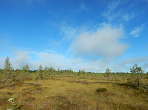 Selvitysalue sijaitsee Jalasjärven kunnassa noin 9 km kuntakeskuksesta lounaaseen. Selvitysalue on keskiboreaalista kasvillisuusvyöhykettä ja kuuluu Etelä-Pohjanmaan eliömaakuntaan (Oiva-tietokanta).