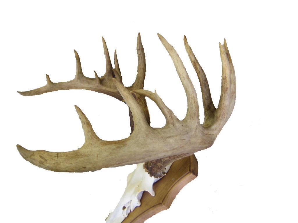 Odocoileus virginianus borealis Epätyypilliset sarvet CIC Suomen näyttely- ja trofeetyöryhmä TROFEEARVOSTELU CIC:n mukainen arvostelu Tukitiedot 1. Piikkiluku oikea vasen 2. Kärkiväli 3.