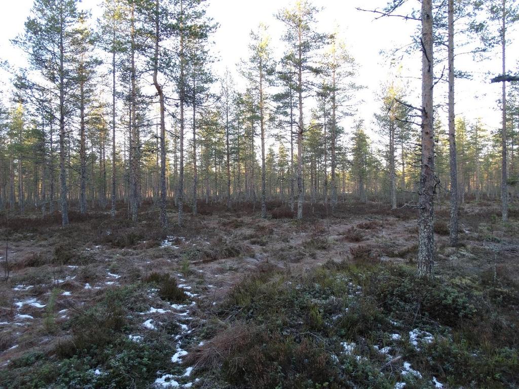 43 Kuva 14. Virsulanneva Kehityskelvottomasta metsästä esimerkkinä toimii Virsulanneva. Virsulanneva sijaitsee aivan Alavuden ja Alajärven rajalla. Suon pohjoisreunaan on raivattu peltoalue.