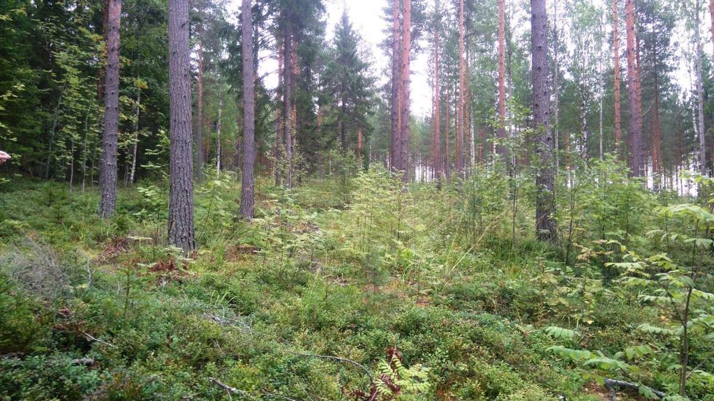 Kesävalkamanlahden luontoselvitys 2017 Suositukset: Maastokäynnillä ei havaittu uhanalaisia lajeja, jotka olisivat tontin rakentamisen esteenä.