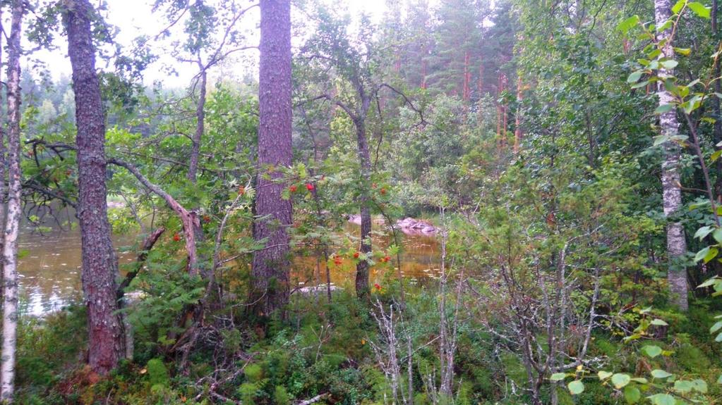 Kesävalkamanlahden luontoselvitys 2017 Kuva 2 Kesävalkamanlahden poukaman kasvillisuutta Lähteet: Kesävalkamanlahden rantakaava, Kapeekosken kylä, Laukaan kunta, Rantakaavan